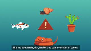 QLD  Imported Pests (2)