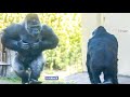 Silverback Gorilla Longs To Mate With a Female | The Shabani Group