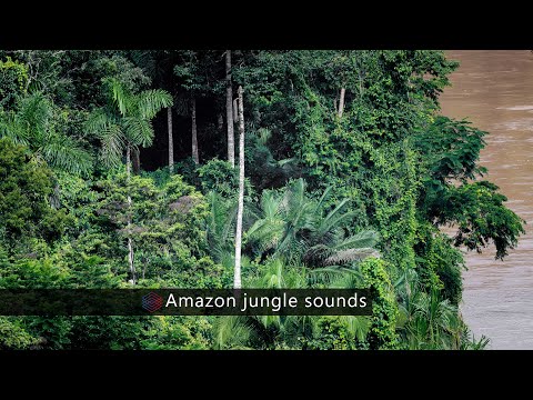 Amazon Jungle sound effects library - nature and wildlife sounds from the Amazon rainforest