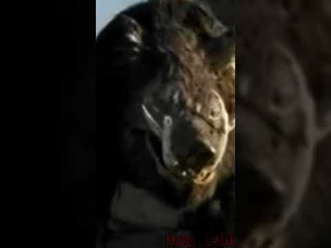 boar (murd) girlfriend