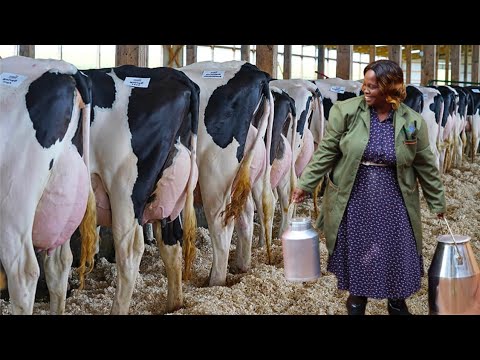 I STARTED WITH 17 LITRES TODAY 6000 LITRES A MONTH | From 7 cows to over 50 PEDIGREE FRESIANS