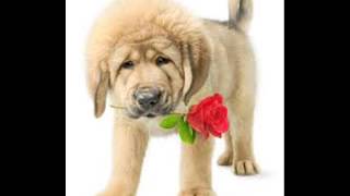 bronco corazon de perro