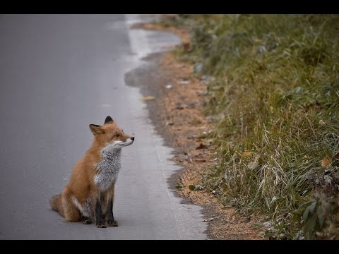 Firefox 110.0 がダウンロード用にリリースされました: これは新機能です