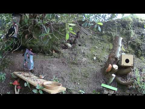 Dads Aviary: 499 - A Woodpecker & 3 Chaffinches