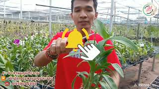 ทำกล้วยไม้หวาย อย่างไร ? ให้ออกดอกเร็ว‼️