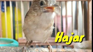 Download lagu Burung Flamboyan Gacor Ngebren Rapat, Nyerecet Nyiul mp3 Download lagu Burung Flamboyan Gacor Ngebren Rapat, Nyerecet Nyiul mp3
