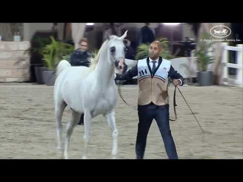 KHALED AL HAMAD - National Championship Kuwait 2017