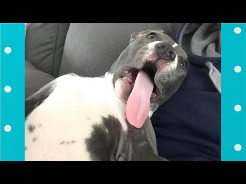 FUNNY Animals Playing Dead ★ Best Acting of Smart Animals | Funny Everyday