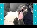 FUNNY Animals Playing Dead ★ Best Acting of Smart Animals | Funny Everyday