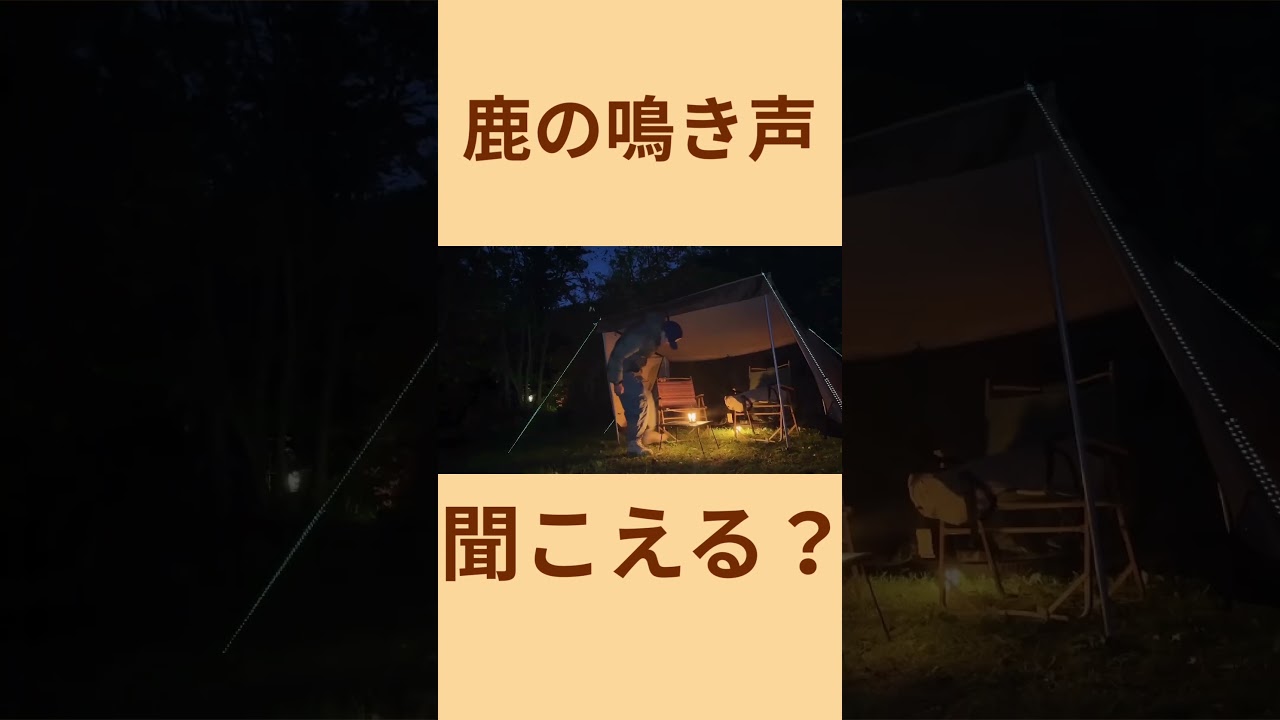 【夜のキャンプ場🏕️ 】鹿の声が聞こえる？　 #ヒロミ　#shorts