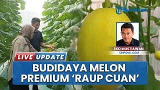 Kisah Inspiratif! Warga Musi Rawas Ini Sukses Budidaya Melon Hidroponik, Raup Untung Jutaan