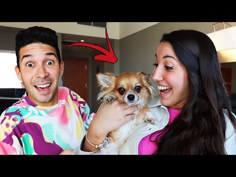 REGALO UN CUCCIOLO DI CANE ALLA MIA RAGAZZA A SORPRESA! *adottiamo un nuovo cucciolo*