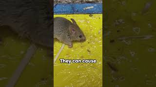 Field Mouse vs House Mouse