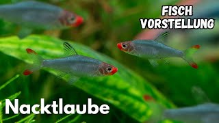 Nacktlaube - Sawbwa resplendens | Liquid Nature Fisch Vorstellung