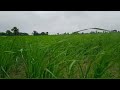 Monsoon Mood Baarish Status Village Mausam Whatsapp Status