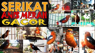 Download lagu Serikat ANIS MERAH Gacor EXTREAM Membuat Burung Tambah Buka Paruh & Teler Ngotot Terapi Mental JOS. mp3 Download lagu Serikat ANIS MERAH Gacor EXTREAM Membuat Burung Tambah Buka Paruh & Teler Ngotot Terapi Mental JOS. mp3