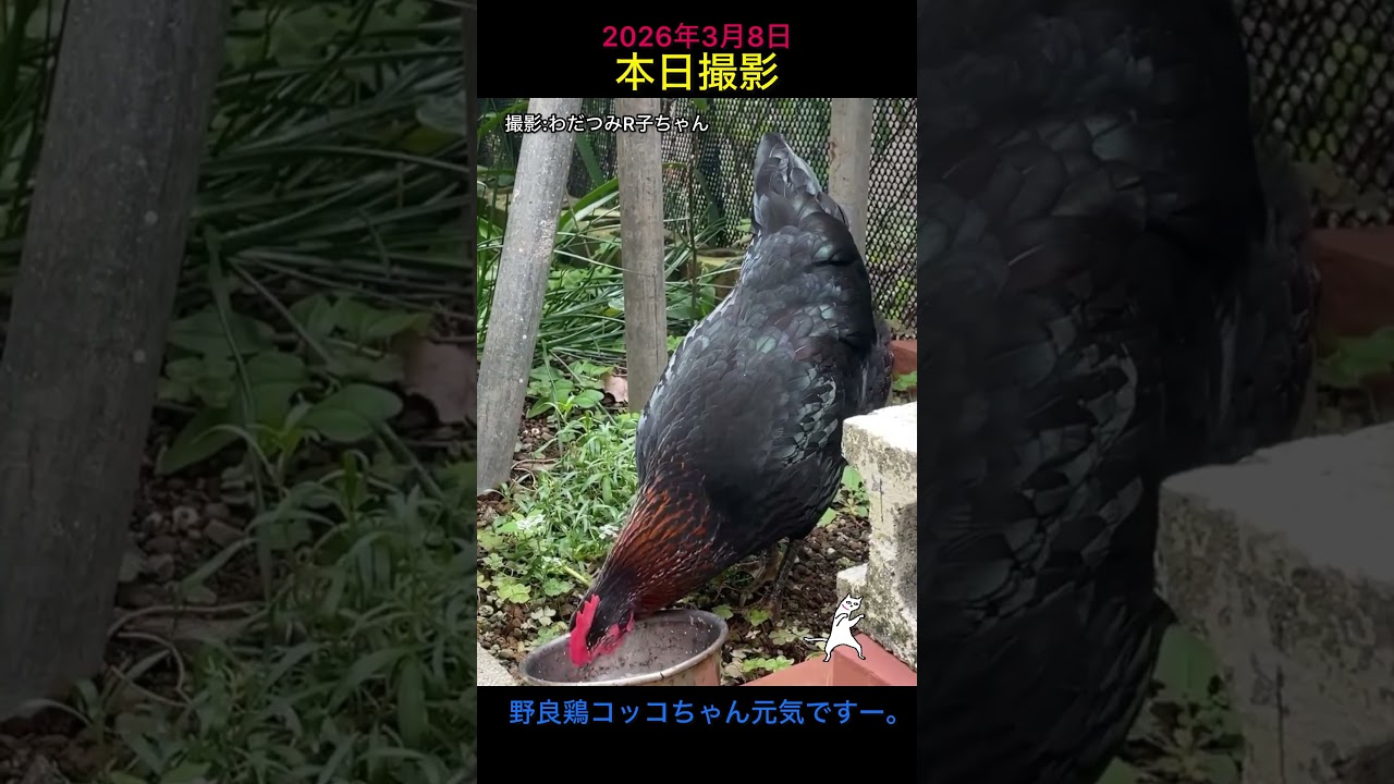 本日！撮りたて 野良鶏コッコちゃん 元気ですよー♪小笠原村父島 2026年3月8日