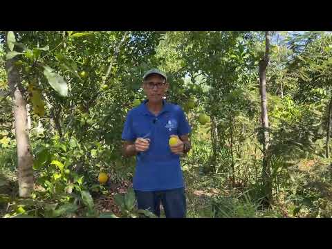PROGRAMA DE VOLUNTARIADO NO CEPEAS - 2026 , ALTO PARAISO DE GOIÁS, BRASIL.