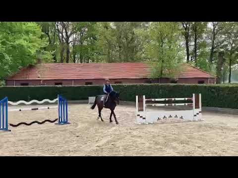 Barbara Beinwachs & VAN GOGH von Numero Uno - Stal Horn - De Wiemselbach & Abrekstallions Österreich