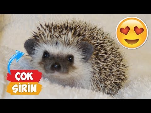 Most Cute Baby Hedgehog Videos Compilation! | [Compilation 2018] ● Funny Moments