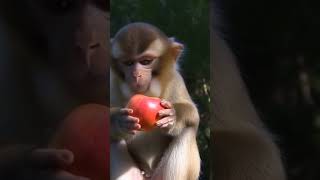 Download lagu mokey ai video #ringtone #sad #viringtone #irringtone #remix #ai viral#monkeyvideo mp3