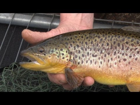 Restocking a trout fishery with rainbows and brownies
