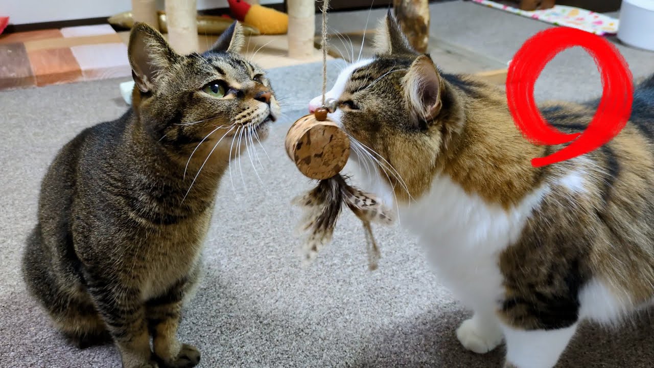 キジトラとノルウェージャンフォレストキャットと遊ぶとこうなります🌟