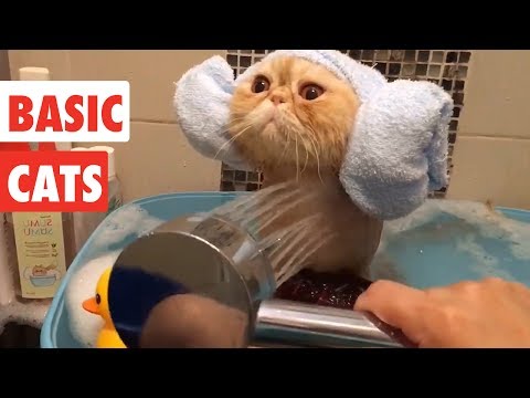Basic Cats | Funny Cat Video Compilation 2017