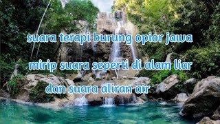 Download lagu suara terapi burung opior Jawa dan suara air mengalir. mp3