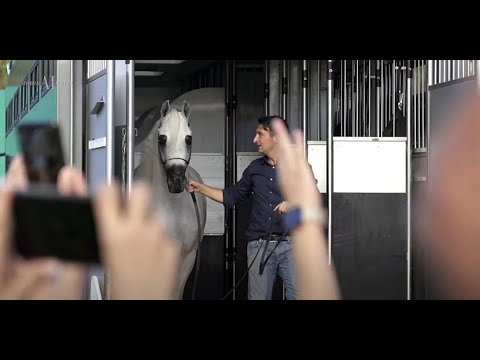 👑 ALEXXANDERR 👑⁣ The people's horse