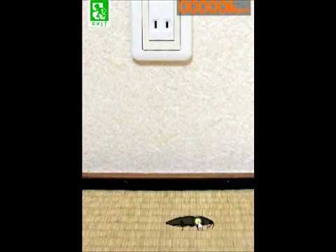 The Click Beetle