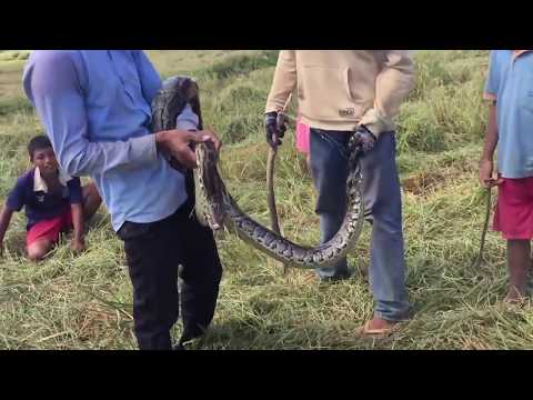 Farmers harvest rice Then meet big snake //Python