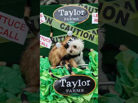 Cientos de PERROS DISFRAZADOS inundan NUEVA YORK en el tradicional desfile de Tompkins Square