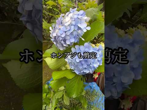 アジサイの開花を促進するのに最適なマルチは何ですか?  庭園