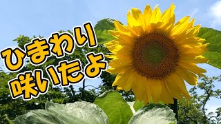 ひまわり畑を作りたい（完）パート３