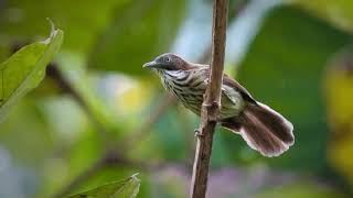 Download lagu Burung kicau ciung air 2020 mp3