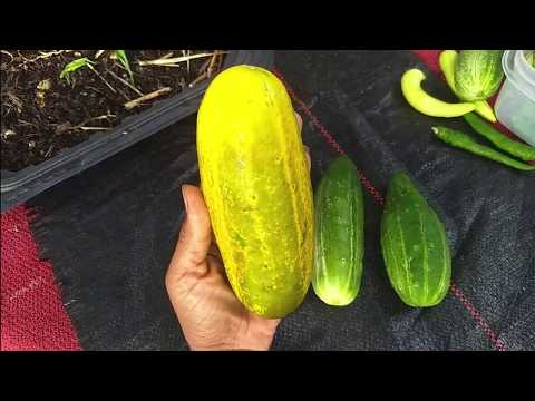 image-Why is my cucumber dark green inside?