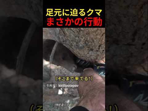 足元に迫るクマまさかの行動
