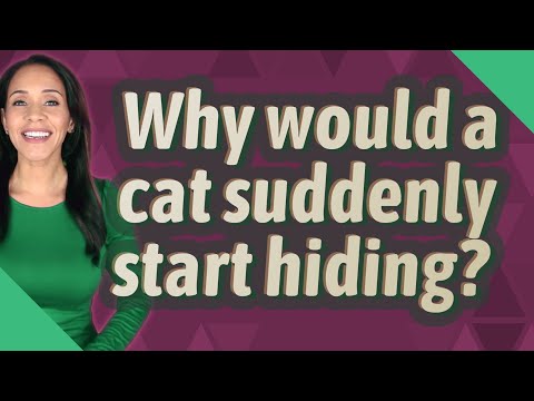 Why would a cat suddenly start hiding?