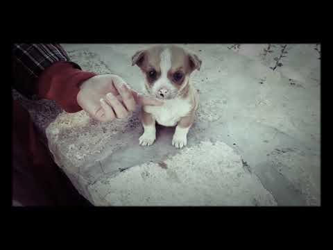 توله سگ 😍🐕