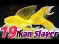 Ikan Hias Lele Pancawarna Cupang Slayers