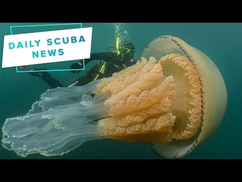 download lagu mp3 mp4 Jellyfish Co Uk, download lagu Jellyfish Co Uk gratis, unduh video klip Jellyfish Co Uk