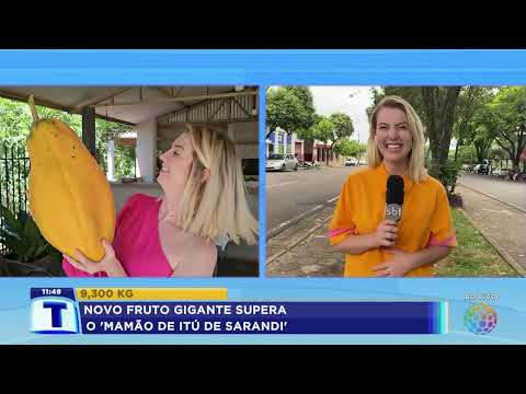 Campeonato de maior mamão do Paraná - Em São Tomé encontramos mais um mamão gigante.