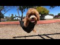 My Dog S First Time On The Swing