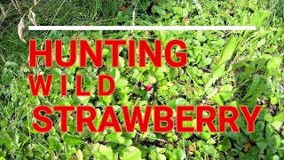 Wild strawberry hunting