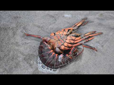 San Diego | Solana Beach | California