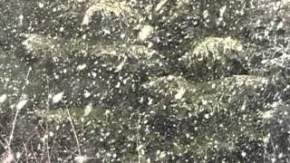 preview picture of video 'Небывалый снегопад Форос Начало весны 2012'