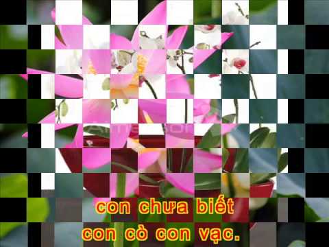 CON CÒ TRẮNG , TÂN CỔ , HƯƠNG LAN , DUY TRƯỜNG