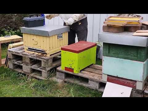 Två aväggare överförs till Östervålakupor