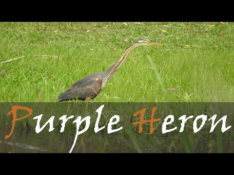 Volavka purpurová (Ardea purpurea) — hlas a videodokument